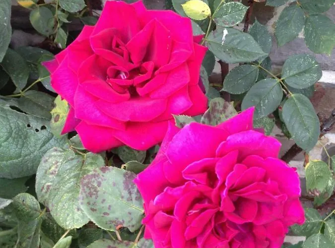 Normandy Nature Paradise Holiday home *